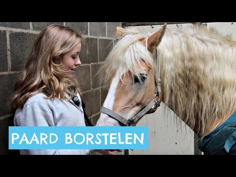 Hoe poets je een paard?