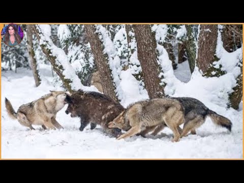 . 15 Times Wolves Were Caught Hunting On Camera.