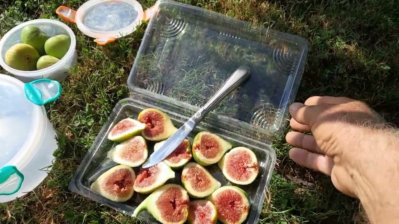Kako da plodove smokve sačuvamo svježim za zimu