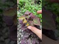 Oxalis lá đỏ hoa vàng, ngày hè thêm chói chang.