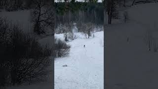 Ванек из долека