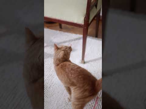 Cat Dance Catdance Catrotation 