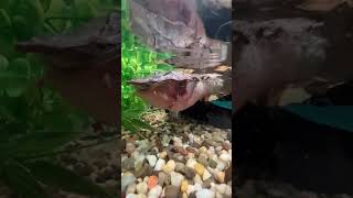 Mata Mata Turtle Snatches Fish!