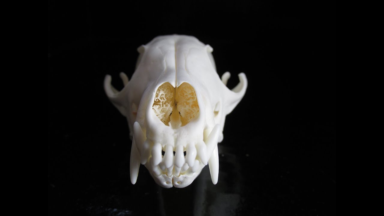 Red Fox Skull (Vulpes vulpes)