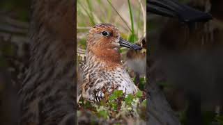 Chicks To Brighten Your Day!  #naturepbs #wildlife #chicks #shorebirds