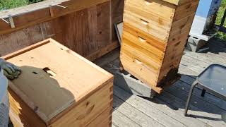 Beekeeping 8/15/25 removing swarm cells from hive #2 and very sad for hive #1