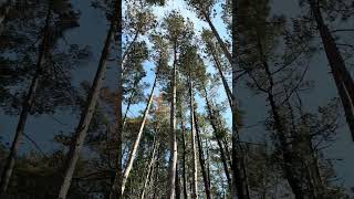 Wind, trees, swagger. Swagger down to your fav bookstore and check out indie authors. #indiebooks