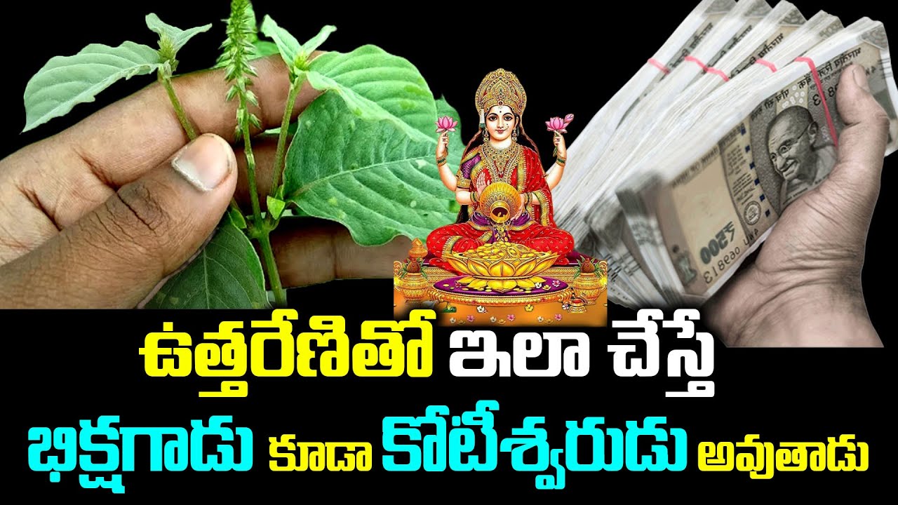 ఉత్తరేణితో ఇలా చేస్తే భిక్షగాడు కూడా కోటీశ్వరుడు అవుతాడు || Uttareni mokka upayogalu || KSK Home