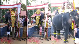 ആ പടി ഇറങ്ങിയുള്ള വരവ് കണ്ടോ #elephant #shorts #kerala #malayalam