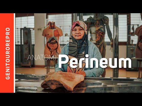 Video: Apa itu badan perineum?