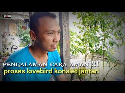 CARA AMAN CETAK LOVEBIRD (JANTAN KONSLET)