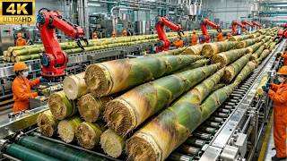 Modern Technology Behind Mass Bamboo Shoot Processing (Full Process)
