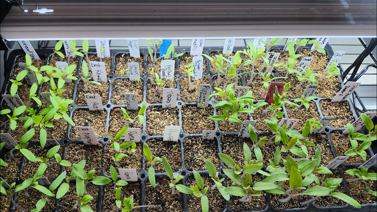 Checking in on the seedlings