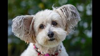 Why Are Dogs Microchipped? The Life Saving Reason You Need to Know!