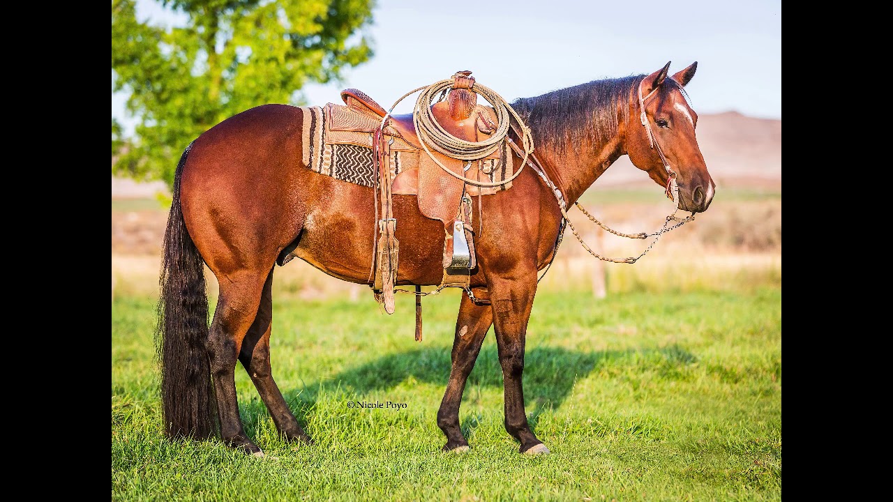 Smooth Sugar Rey Red bluff Gelding sale 2021 lot 10 YouTube
