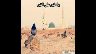 يا طير على القبر لو مريت سلم لي على الاحباب