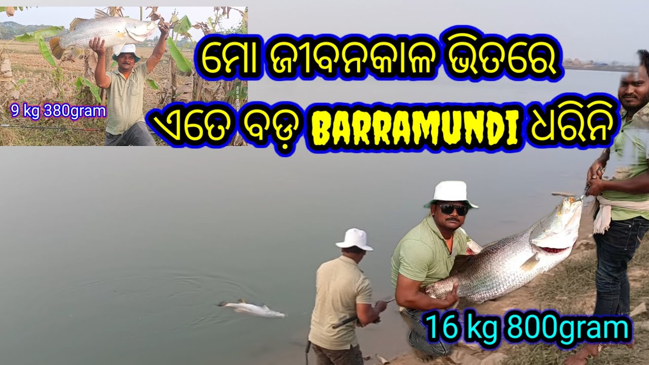 ମୋ ଜୀବନକାଳ ଭିତରେ ଏତେ ବଡ଼ ବଡ଼ Barramundi ଧରିନଥିଲି//Tips and tricks for Barramundi beginners #trending