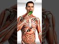 Cucumber Digestion: What Happens Inside Your Body? (4K Animated Anatomy)#health #healthawareness