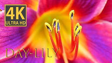 Stunning Day-Lily in 4K - A Captivating Macro Video!