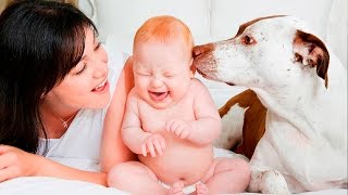 Собаки и младенцы: Первое знакомство - Dogs Meeting Babies For The First Time - Подборка приколов Собаки и младенцы: Первое знакомство - Dogs Meeting Babies For The First Time - Подборка приколов