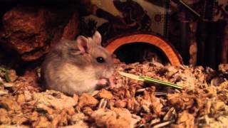 Dwarf hamster eats sunflower seeds