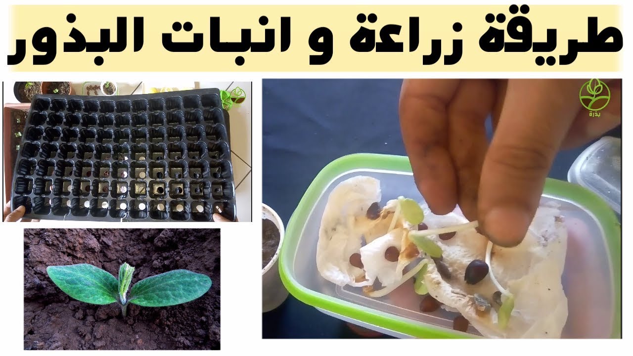 مبادئ أساسية و شرح مبسط لتعلم الزراعة المنزلية و العناية بنباتات الزينة