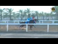 Muscat Gate Museum Fegentri Cup (Purebred Arabian) Oman April 1, 2017