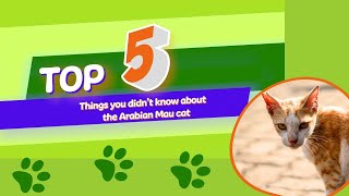 5 Things You Didn't Know About The Arabian Mau Cat