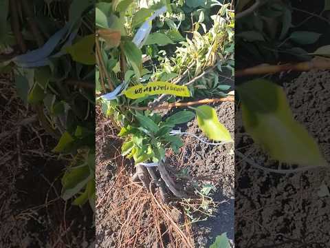 Саженцы груши, ручная