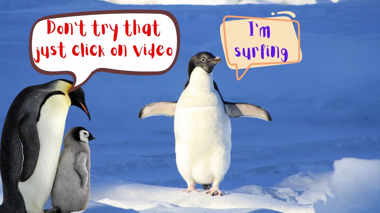 PENGUIN FACTS YOU DIDN T KNOW II CRAZY PENGUIN FACTS amazingfacts PENGUIN FACTS YOU DIDN T KNOW II CRAZY PENGUIN FACTS amazingfacts