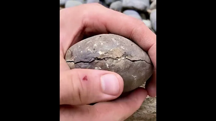 Crispy Fossil TRAPPED Inside Stone - DayDayNews