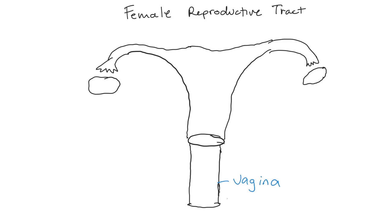Mammalian Reproduction I in class 1/30
