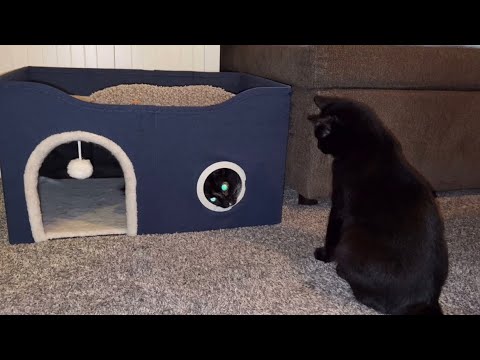 Cat Vlog: Croque Monsieur and daily playtime with 4 cats