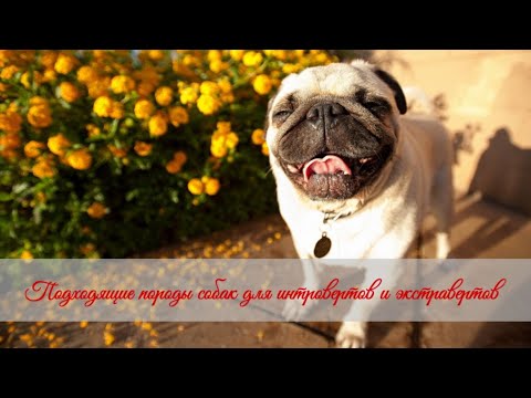 Подходящие породы собак для интровертов и экстравертов Dog breeds for introverts and extroverts