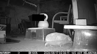 Hedgehog 20260816 Timelapse B