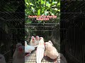 albino logo tal Finches // online bird delivery all india #birds #birdsprice #owlfinches #finches