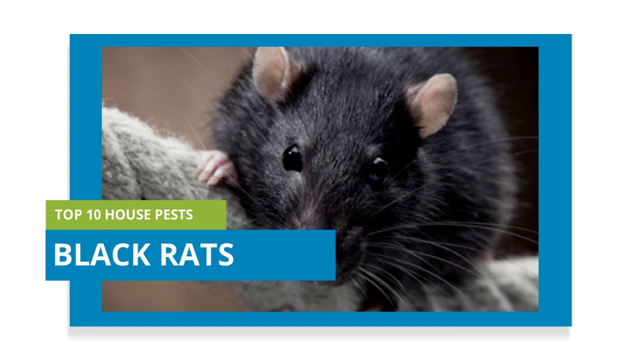 Pest Control - Camden