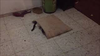 Cat vs Dog hide and seek game(best hidden spot ever XD) screenshot 3