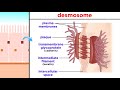 Types of Tissue Part 1: Epithelial Tissue