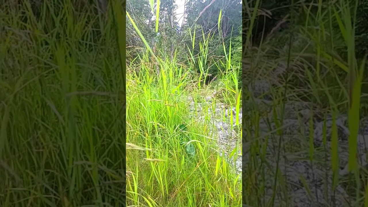 Mountain Creek Sound in the Woods 