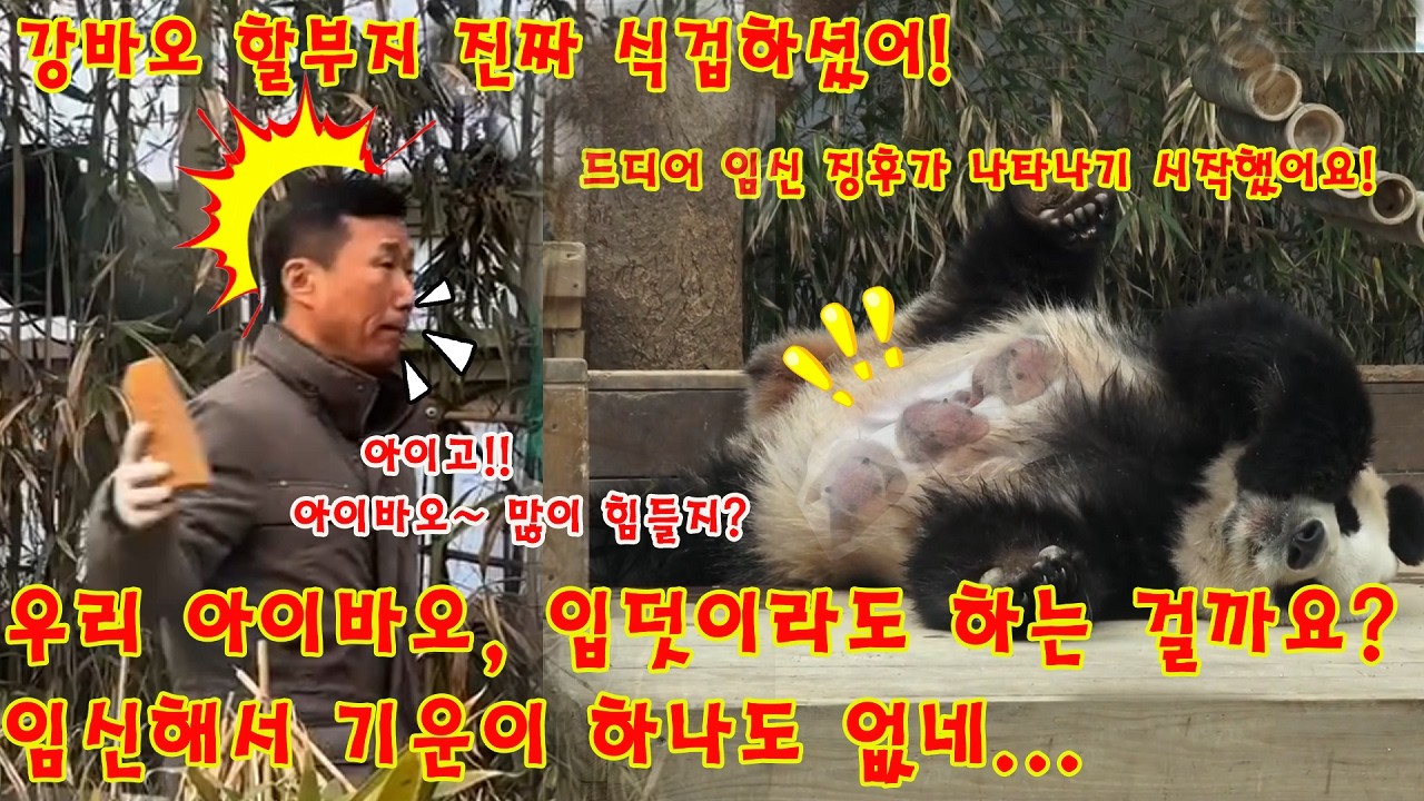 맙소사!💥 우리 아이바오, 입덧이라도 하는 걸까요(?) 임신해서 기운이 하나도 없네... 할부지가 맛있는 특식을 잔뜩 들고 오셨어요!