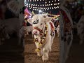 world beautiful bull of 2026 #viral #bull #shorts