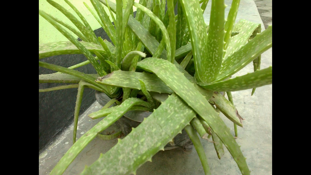 iTanamani Aloevera iLidahi iBuayai YouTube iTanamani Aloevera iLidahi iBuayai YouTube