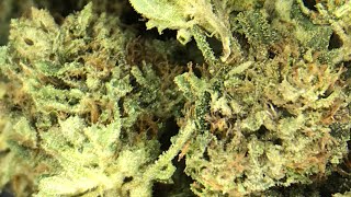 2019 Kali Croptober Harvest Curing and storing buds long term using sealed glass jars
