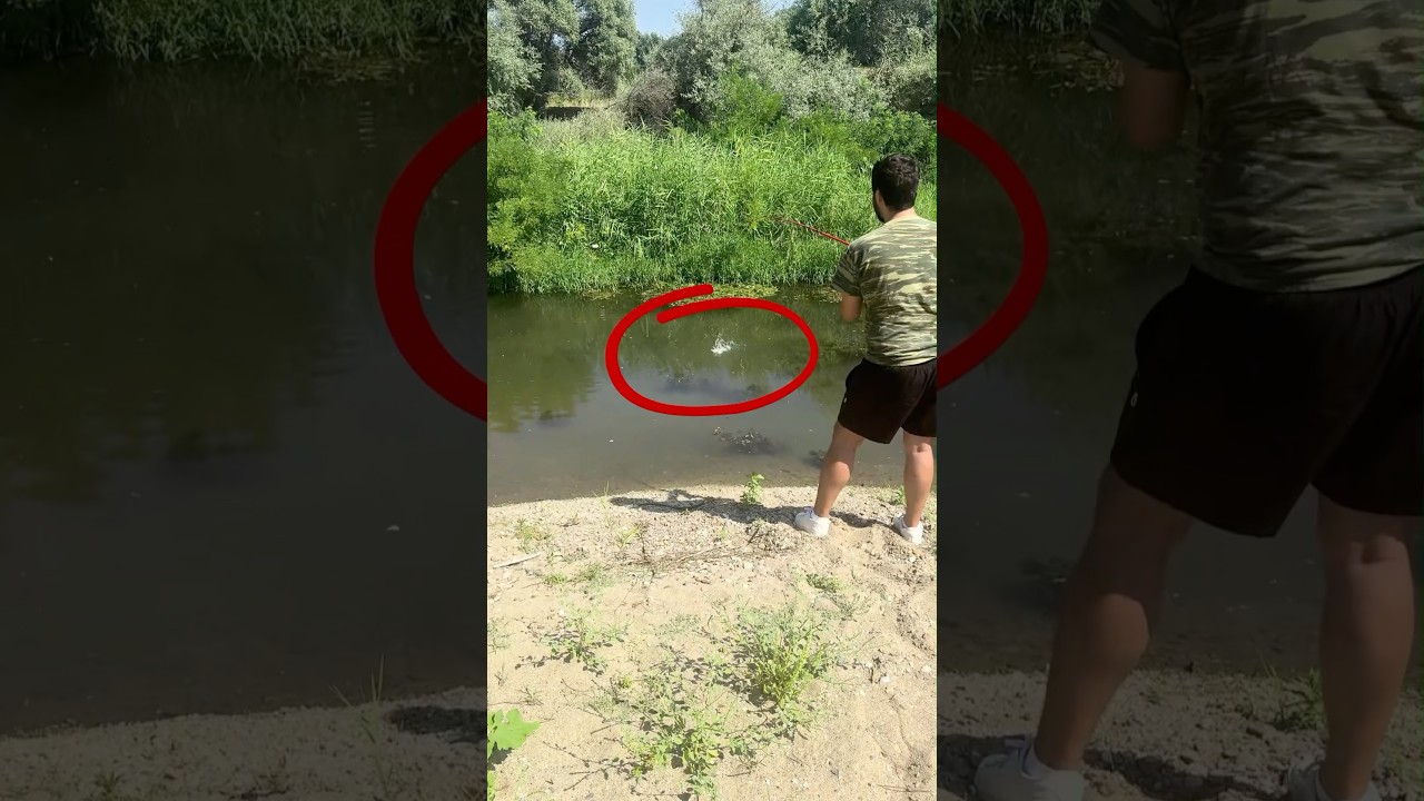 River fishing / Ψάρεμα στον Έβρο #fishing #riverfishing #fyp #fishinggreece #viral #fypgreece