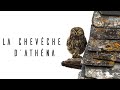 [Documentaire] La chevêche d'Athéna, une voisine qui ne laisse pas indifférent.