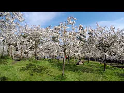 Cherry Blossom Orchard - Alnwick Garden