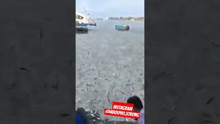 🤔 Índia. Dezenas de peixes sardinha saltam da água no terminal Kochi Water Metro em Vypin.