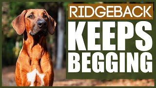 How To Stop Your RIDGEBACK BEGGING