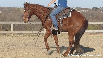 Thata Smart Cat - jogs, big stops, lead changes, turns! - ValleyViewRanch.net